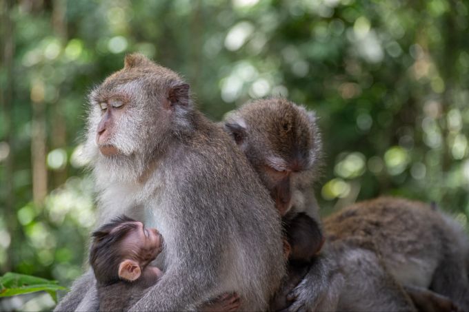 Um Tiere zu schützen, ist es wichtig, sich bewusst für Attraktionen zu entscheiden, die die Lebewesen nicht in Gefahr bringen. Affen