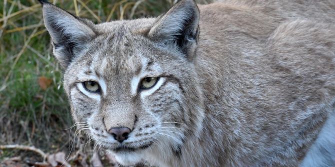 Luchs