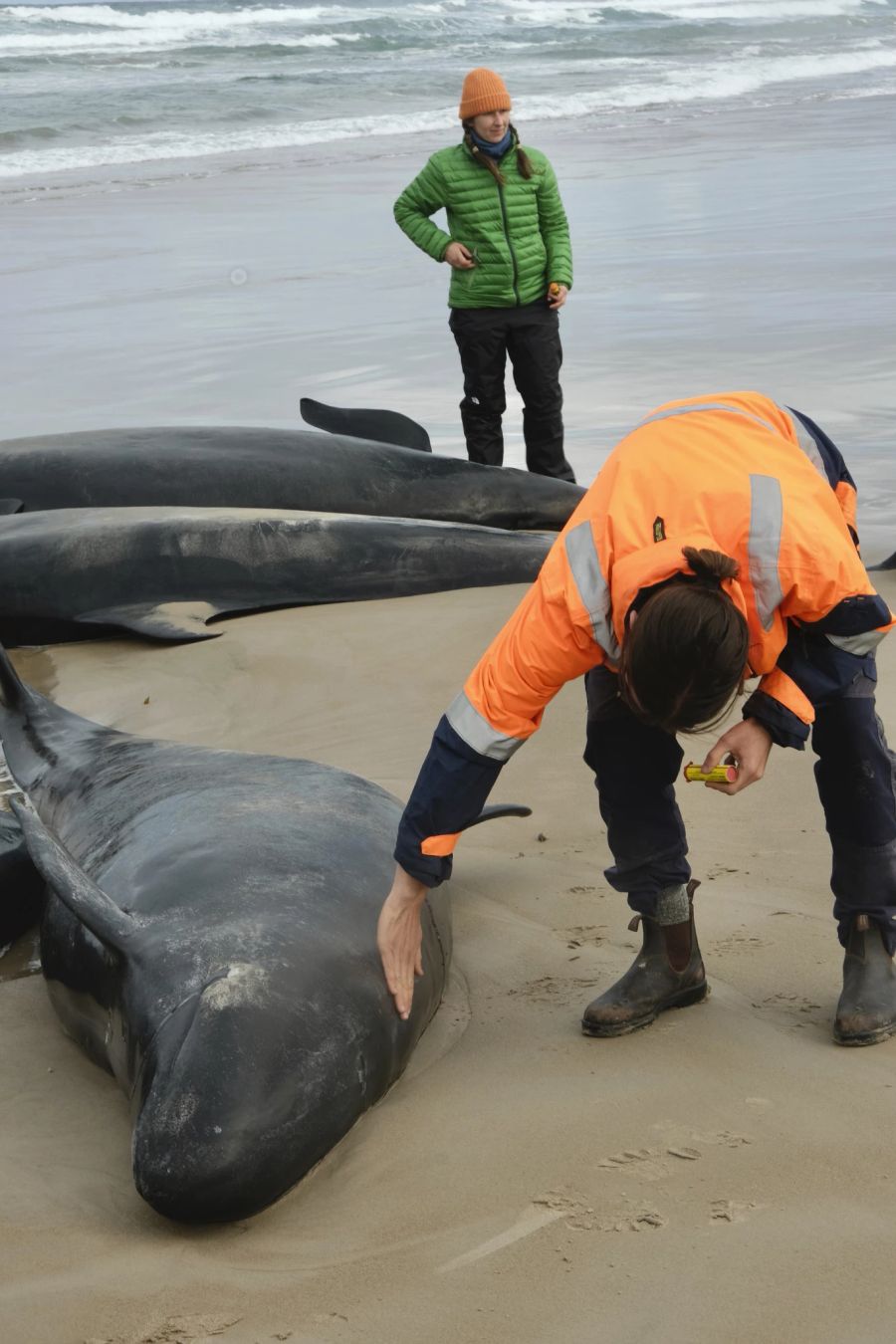 Es handele sich um die erste Strandung dieser Spezies in Tasmanien seit 50 Jahren.