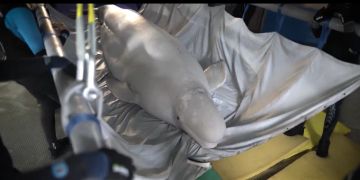 beluga