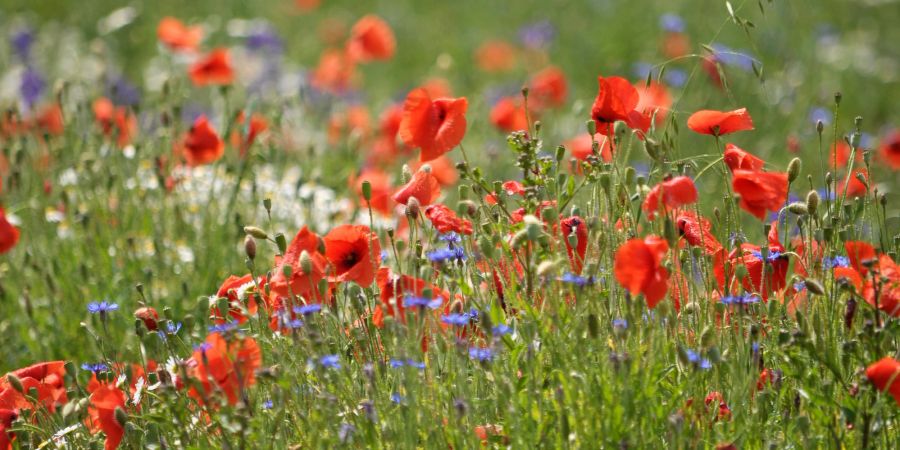 Blumen bunt Mohn Feld