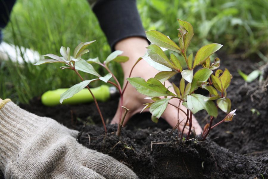 Gartenarbeit