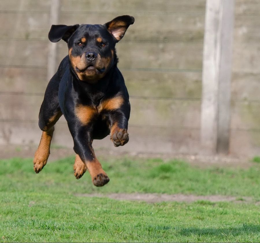 Immer mehr Hunde in der Schweiz beissen zu. (Archivbild)