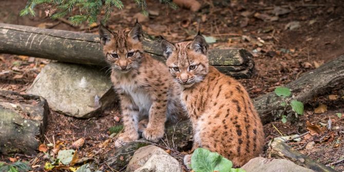 Tierpark Bern