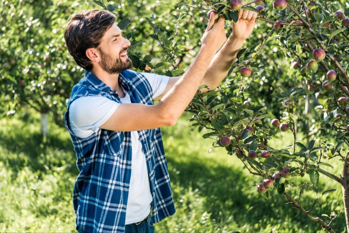 Sowohl im Sommer als auch im Winter haben Bäume im Garten einige Vorteile. Mann am Apfelbaum