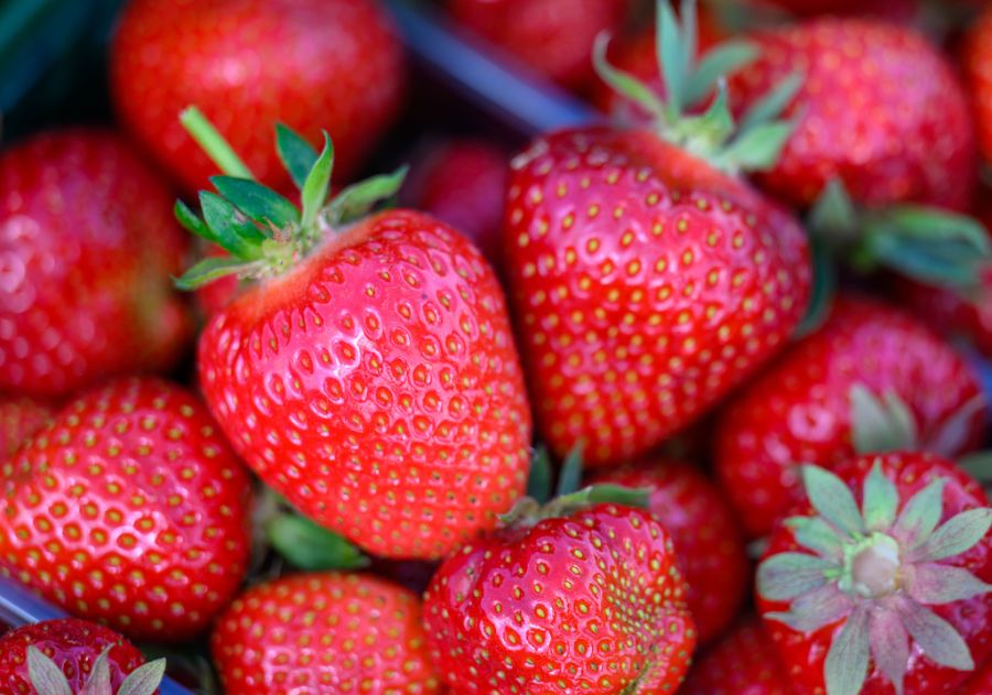 Die süssen Beeren erfreuen sich jedes Jahr grosser Beliebtheit.