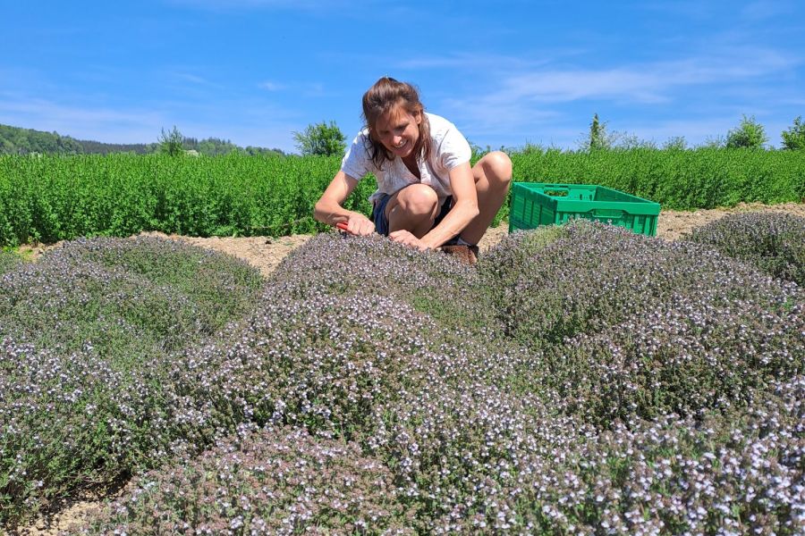 Frau Thymian Blüten Feld