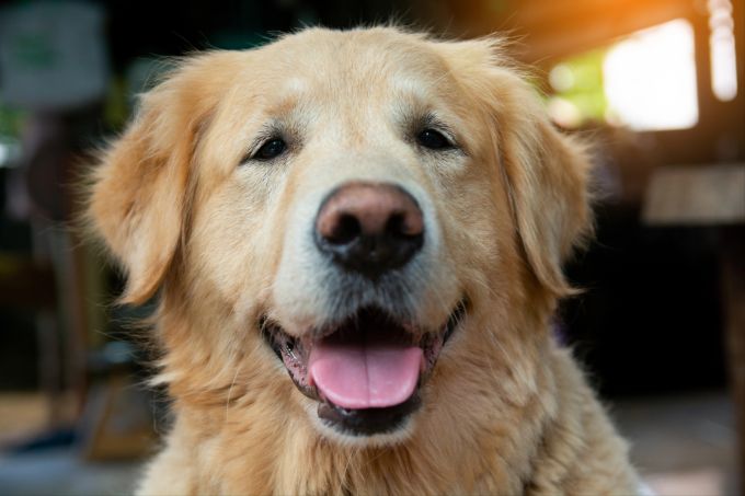 Zahnprobleme oder was mit dem Magen? Wenn Hunde aus dem Maul riechen, sollte man der Ursache auf den Grund gehen. hund stinkt
