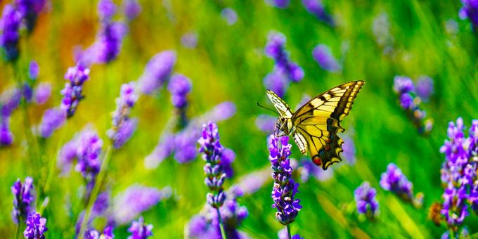Blühende Kräuter ziehen nützliche Insekten an. Kräuter, Blume, Insekt, Schmetterling