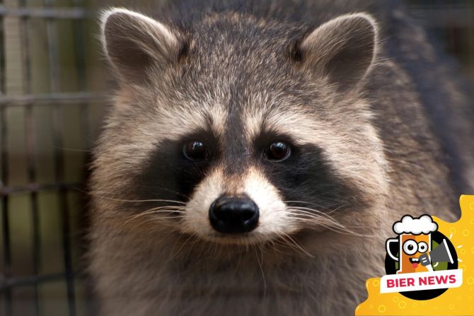 Waschbär Verkehrskontrolle Polizisten Meth-Pfeife