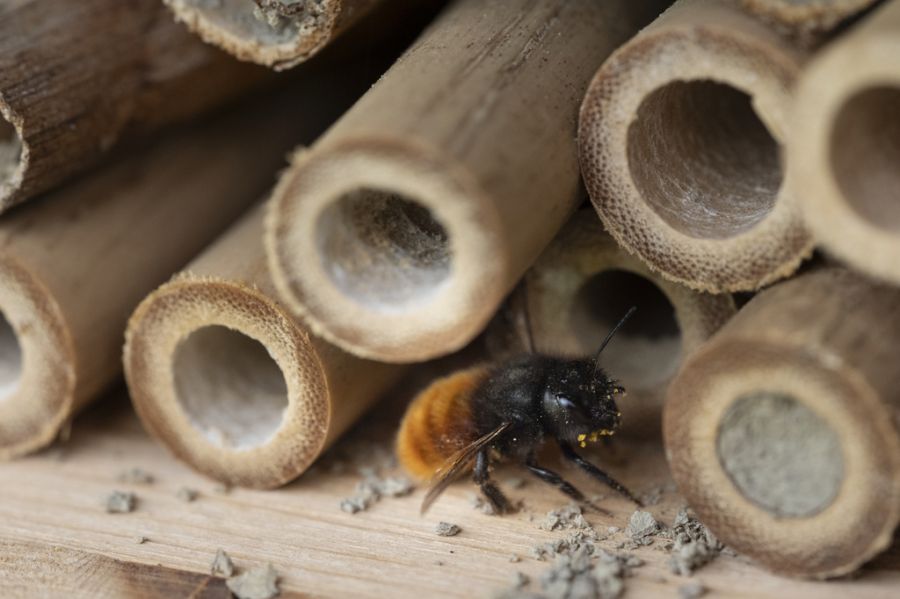 Nur wenige Wildbienenarten können sich überhaupt in den künstlichen Nistplätzen einnisten.