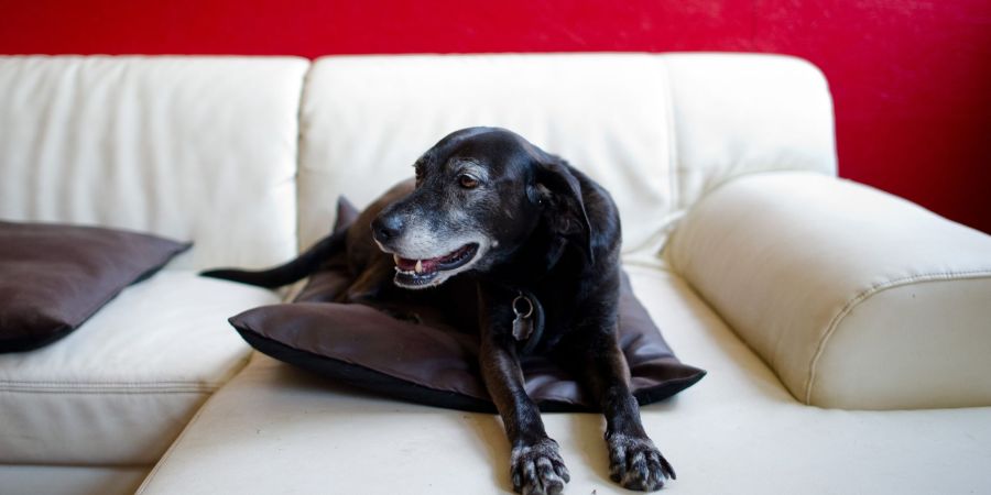 Hunde