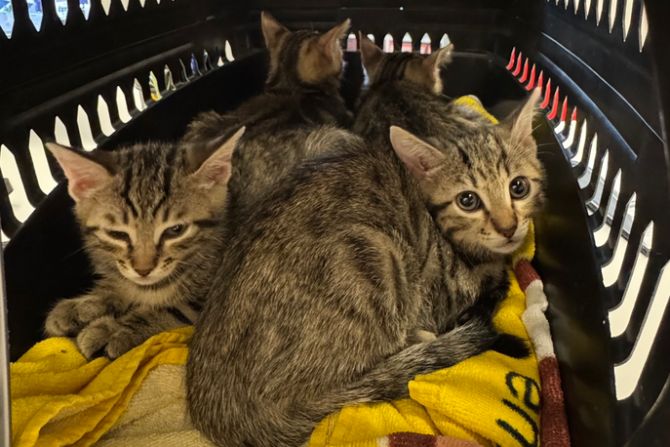 Junge Katzenbabys Kitten ausgesetzt