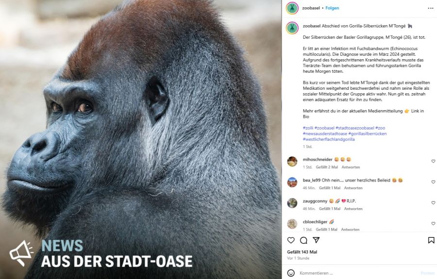 Gorilla Zoo Basel
