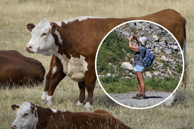 Kuh Österreich