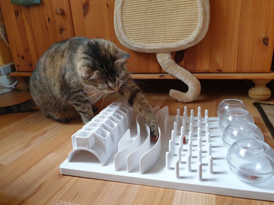 katze nachtaktiv intelligenzspiel