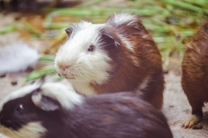 Meerchweinchen sind äusserst soziale Tiere – das kann auch zu Streitigkeiten innerhalb der Gruppe führen. meerschweinchen kämpfen warum streit