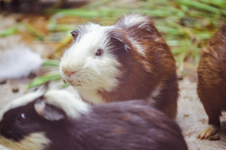 meerschweinchen kämpfen warum streit