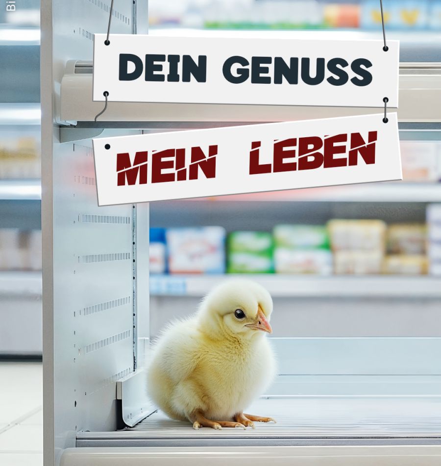 Küken Plakat Supermarkt