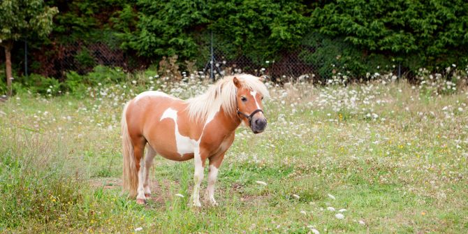 pony allein auf weide