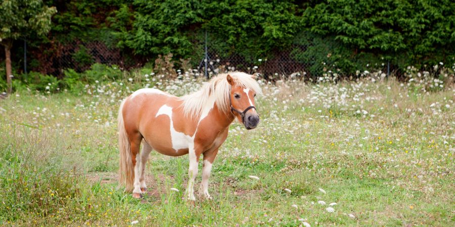 pony allein auf weide