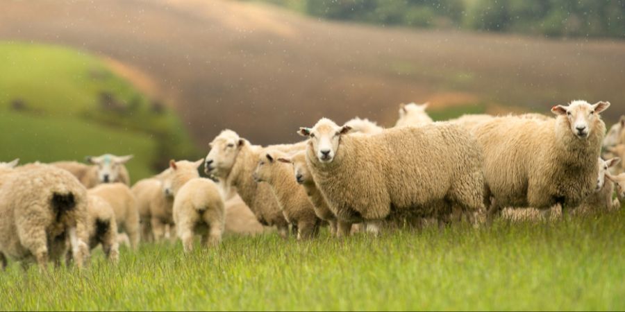 neuseeland schafe zahlen