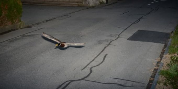 Eine Raser-Ente fliegt in Köniz BE mit 52 km/h durch die 30er-Zone. Ente Köniz Radar
