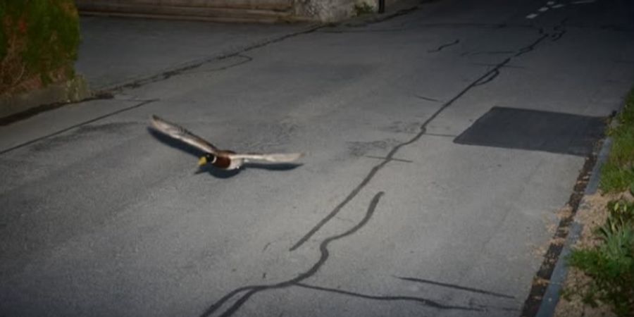 Ente Köniz Radar