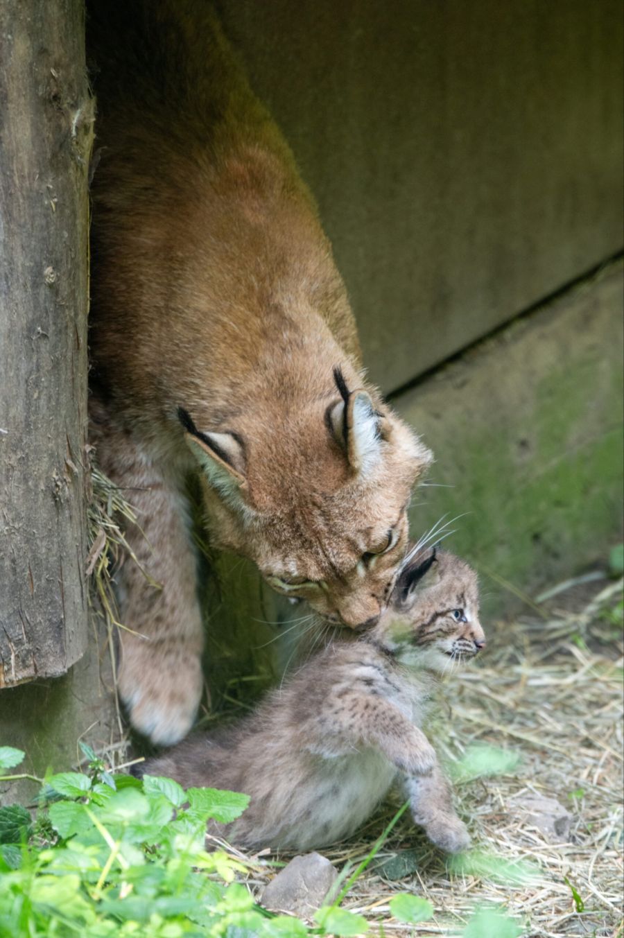Tierpark Goldau Luchse