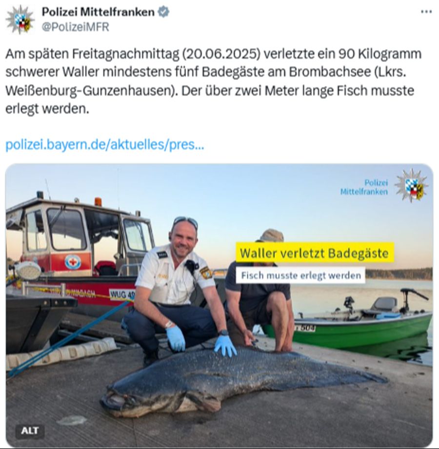 Aufgrund des Sicherheitsrisikos für Badegäste und Festivalbesucher erschoss ein Polizist den Wels.