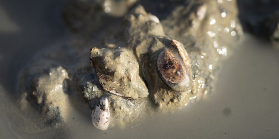 Die Quaggamuschel breitet sich in der Schweiz aus und verursacht Schäden. (Archivaufnahme)