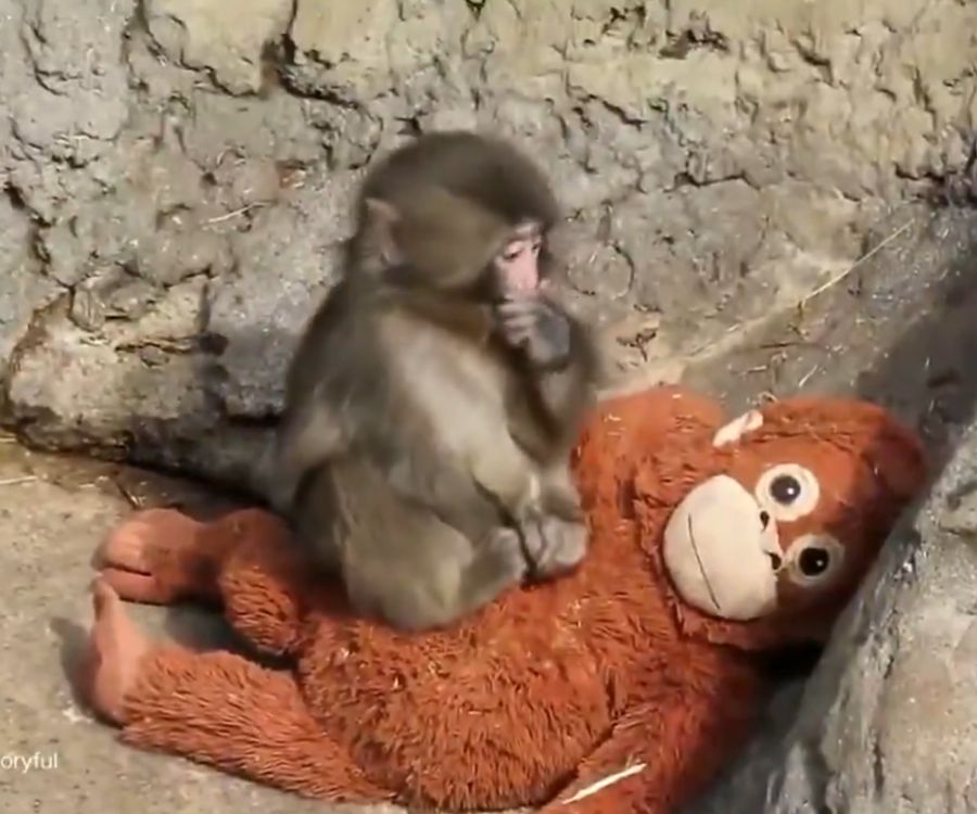 So wurde Affenbaby Punch berühmt: Verstossen von der Mutter suchte der Kleine Trost bei einem Plüschtier.