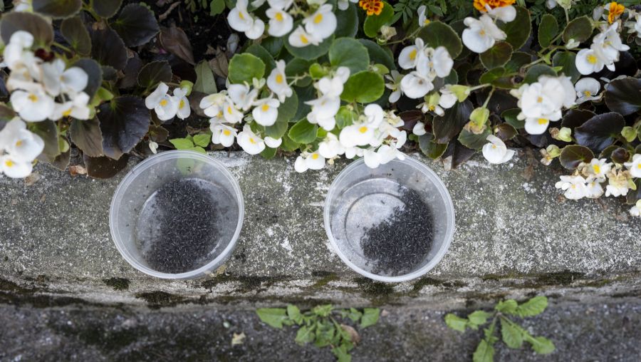 Hitze und Klimawandel fördern Mücken – und stehendes Wasser soll von Herrn und Frau Schweizer vermieden werden.