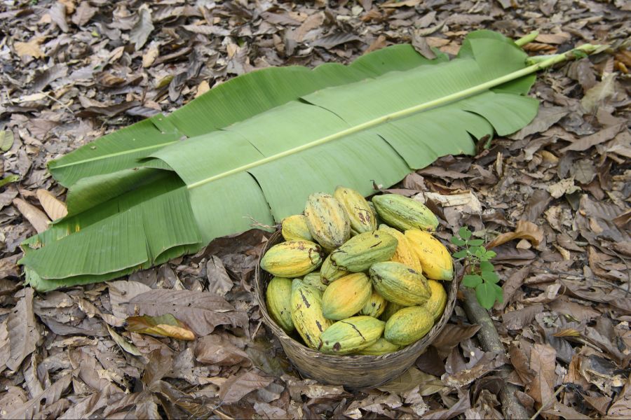 Auch die Schweiz ist betroffen: Besonders die Schokoladenindustrie kämpft damit, Kinderarbeit in ihren Lieferketten zu verhindern. (Symbolbild)