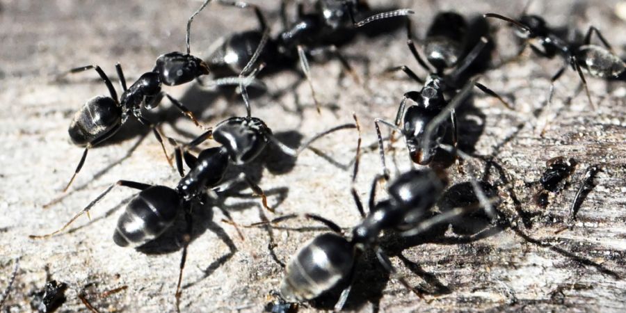 In Kreuzlingen TG wurde die invasive Ameisenart Tapinoma magnum entdeckt. Sie hat bereits eine Superkolonie entwickelt. Nun läuft die Bekämpfung an. (Archivbild)