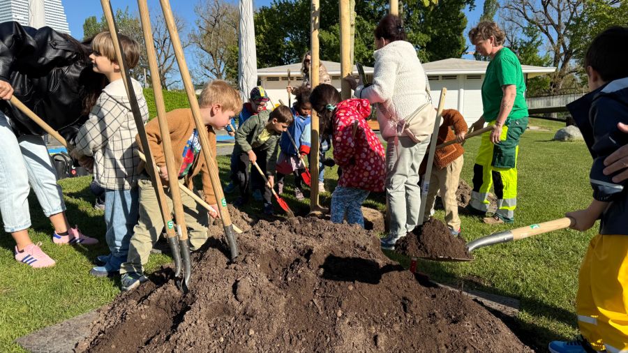 Das Gewächs wurde für das Jahr 2026 zum «Baum des Jahres» gekürt.