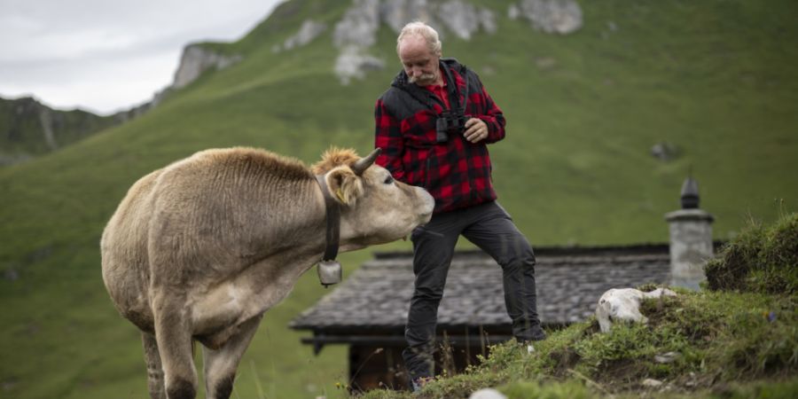 Ob auch künftig Kühe auf den Schweizer Alpwiesen weiden, entscheidet sich laut einer Studie nicht nur auf den Alpen selbst. (Symbolbild)