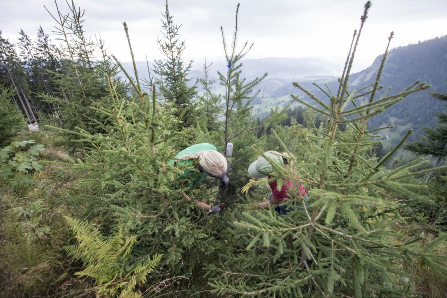 Auf der Alpennordseite hat nach Stürmen die Zahl der Jungbäume zugenommen.