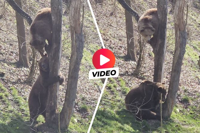 Bären im Bärenpark