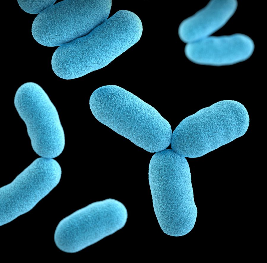 Zwei Patienten steckten sich mit dem antibiotikaresistenten Keim namens Acinetobacter baumannii an.