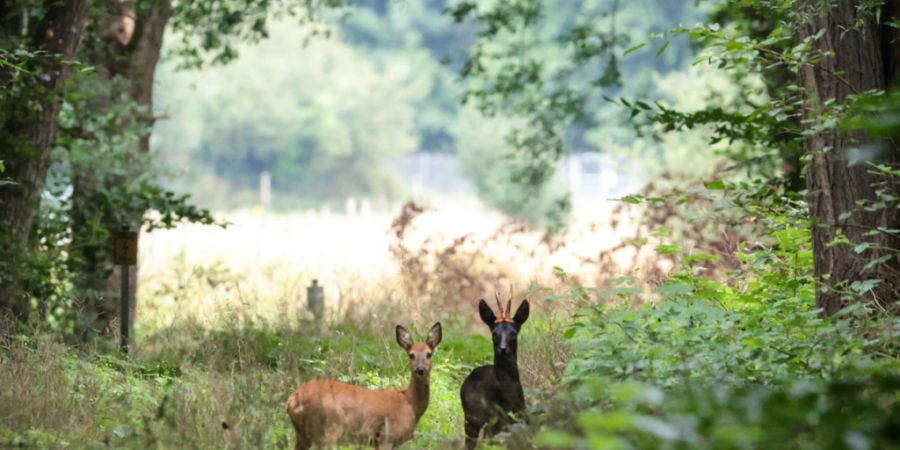 Wildtiere können mit dem Abfressen junger Triebe die Verjüngung des Waldes beeinträchtigen. (Symbolbild)