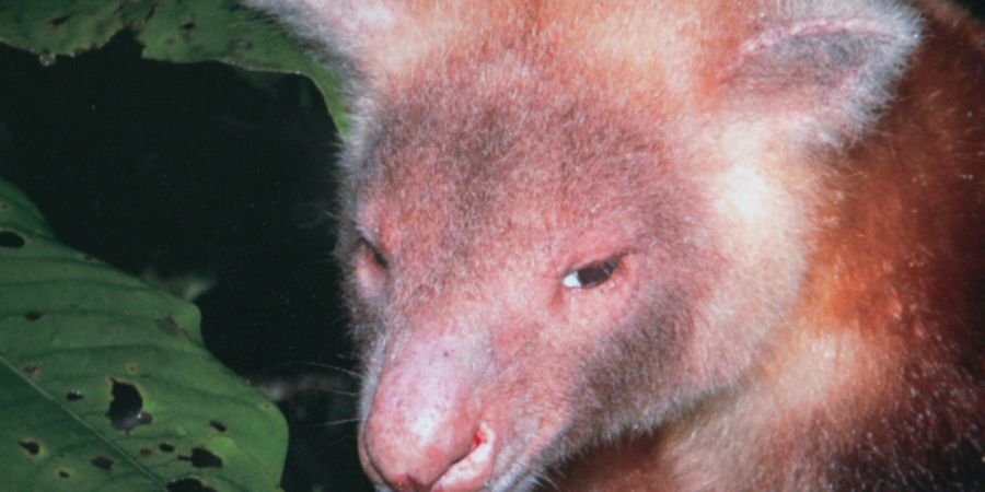 Baumkängurus gelten als vom Aussterben bedroht und sind auf Papua-Neuguinea heimisch. (Themenbild)