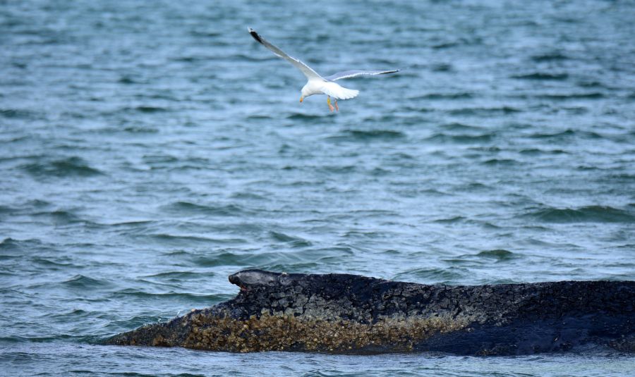 Der Wal während der Rettungsaktion.