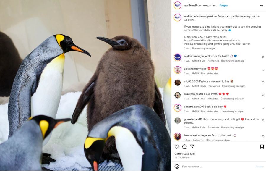 Der Sprössling ist trotz seines jungen Alters der grösste Pinguin im australischen Sea Life Melbourne Aquarium.