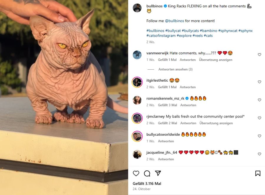 Bei Bullycats handelt es sich um eine Kreuzung zwischen Sphynx- mit Munchkin-Katzen.