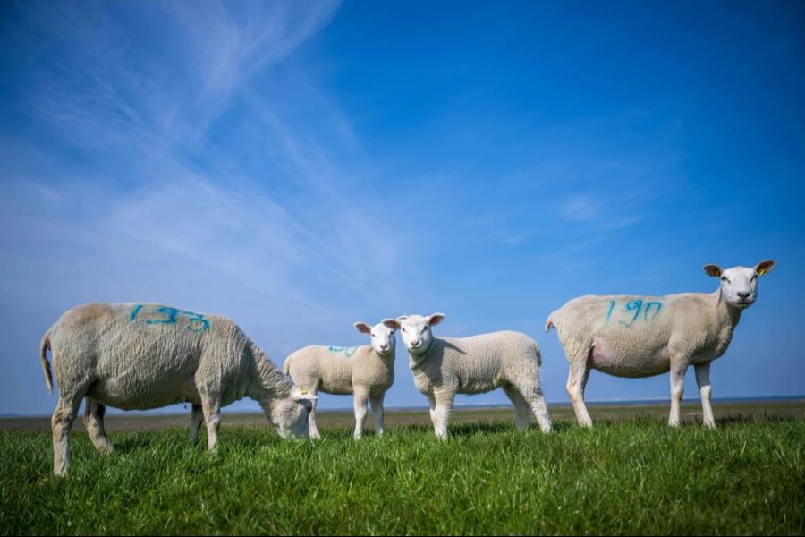 Blauzungenkrankheit Schafe Bauern