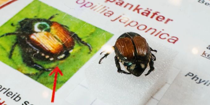 Der gefrässige Japankäfer wird inzwischen auch mit Fadenwürmern bekämpft. (Archivbild) Der gefrässige Japankäfer wird inzwischen auch mit Fadenwürmern bekämpft. (Archivbild)