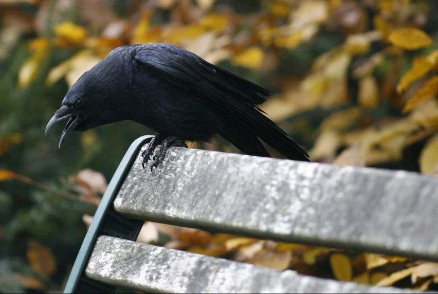 Dabei muss aber die Tierwürde gewahrt werden. Ob dies in der Region Lenzburg getan wurde, ist fragwürdig.