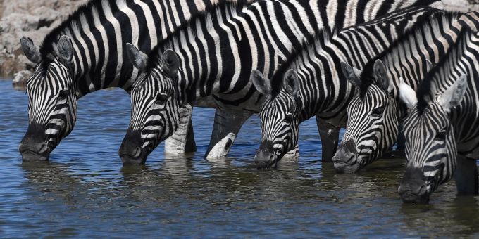Bei Zebras sind Fellmuster einzigartig und so entschlüsselbar. Künstliche Intelligenz