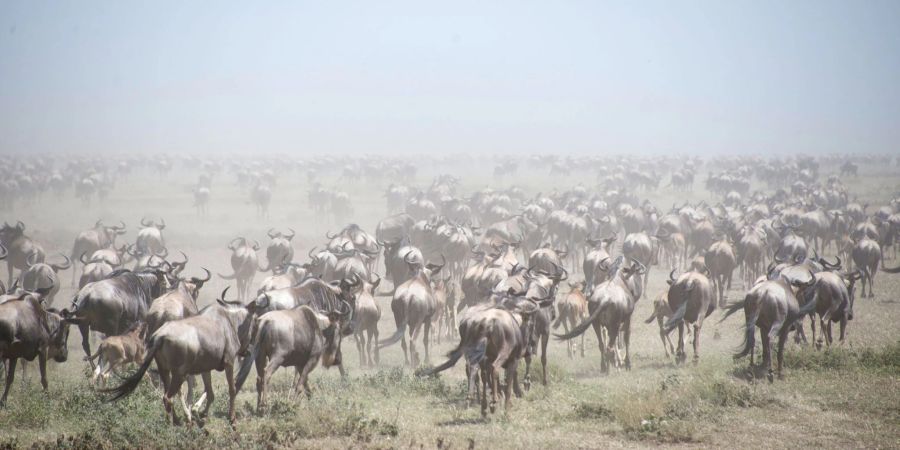 Auf der Suche nach Nahrung wandern Gnus Tausende Kilometer weit. (Archivfoto)